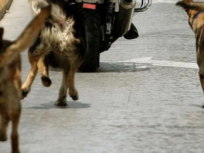 Αίγιο: Επίθεση αδέσποτων σε ηλικιωμένο
