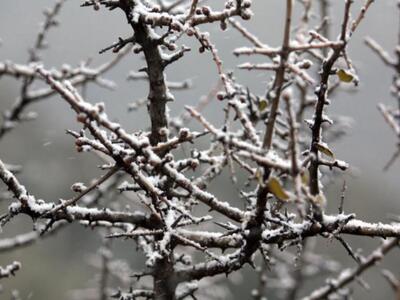 Οι χιονονιφάδες στις ...αυλές της Πάτρας...