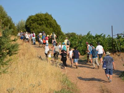 Ξεκινά 28ο Φεστιβάλ Σταφίδας στο Γρηγόρι Αιγιαλείας - Στις 30-7 η κεντρική εκδήλωση