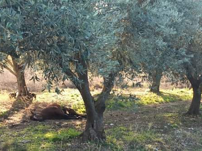 Δυτική Ελλάδα: Κι άλλο νεκρό άγριο άλογο...