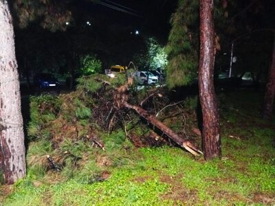 Κακοκαιρία στο Αίγιο: Μεγάλο κλαδί πεύκο...
