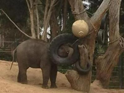 Αυστραλία: Ελεφαντάκι έπαιζε με ρόδα αυτ...
