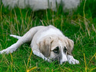 Ηλεία: Πέταξαν φόλες ακόμα και μέσα σε α...
