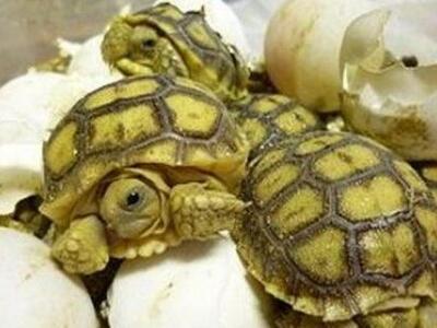 Δείτε χελωνάκια που απειλούνται με εξαφά...