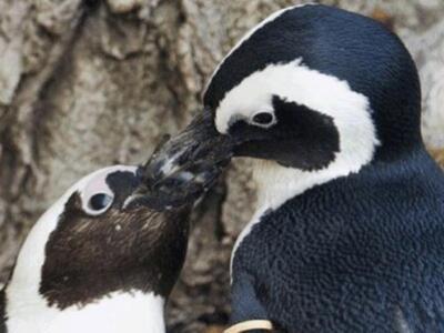 Χωρίζουν γκέι πιγκουίνους για να τους βά...