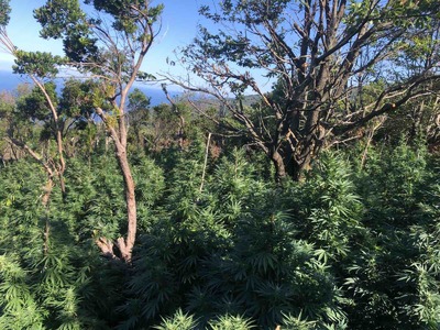 Επιτυχία από τη Δίωξη Ναρκωτικών Πάτρας:...