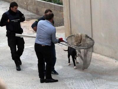 Κρήτη: Τα χειρότερα γλίτωσε 10χρονος… πο...