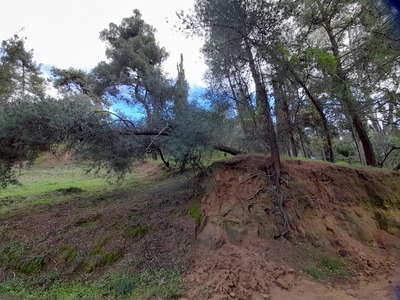 σπιράλ: «Οι πνεύμονες της Πάτρας κινδυνεύουν»