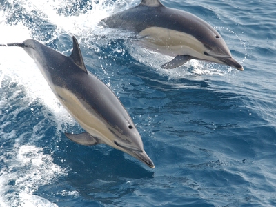 SOS: Εξαφανίζονται τα δελφίνια του Ιονίο...