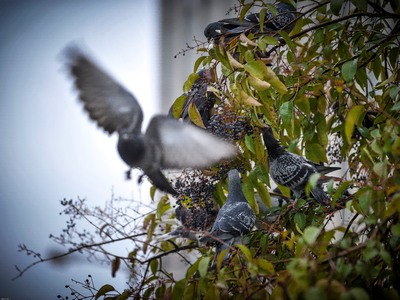 Επιχείρηση της πυροσβεστικής για ένα περ...