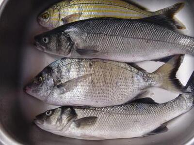 Τα νήπια που δεν τρώνε ψάρια παρουσιάζου...