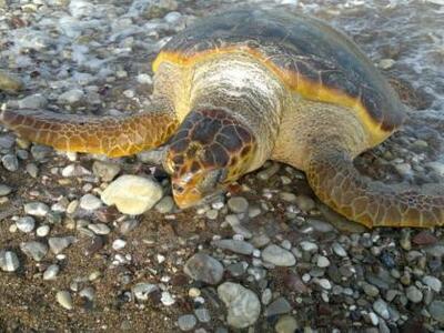 Βρέθηκε νεκρή χελώνα στο Κατάκολο - ΒΙΝΤΕΟ 