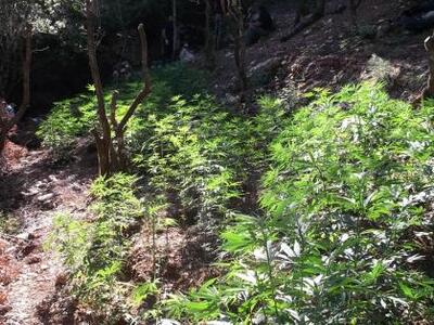 "Ορφανή" φυτεία χασίς εντοπίστ...