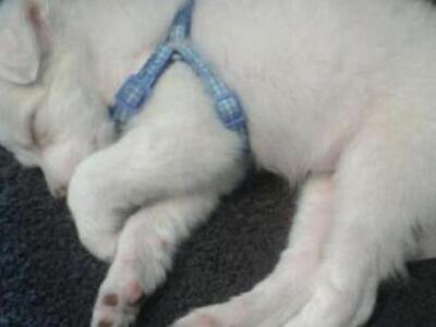 Πάτρα: Χάθηκε ο Ηρέας, ένα κουταβάκι ράτ...