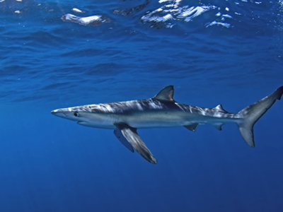 Αυστραλία: Υπέκυψε στα τραύματά του ο 12...