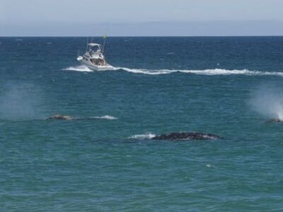 Γιβραλτάρ: Φάλαινες-δολοφόνοι επιτέθηκαν...