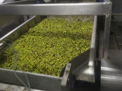 Κάηκαν τα ελαιόδεντρα, «τσουρουφλίστηκαν...