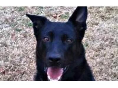 Ο αστυνομικός σκύλος απολύθηκε γιατί ήτα...