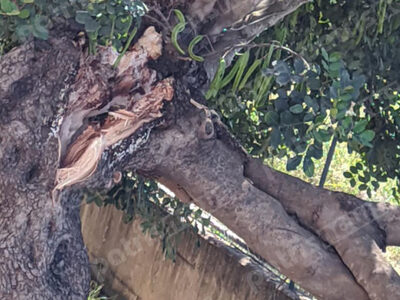 4ο Γυμνάσιο Πύργου: Πτώση δέντρου στην αυλή του σχολείου 4ο Γυμνάσιο Πύργου: Πτώση δέντρου στην αυλή του σχολείου