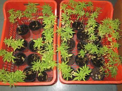 Πάτρα: Σε γλάστρες στο πατρικό του καλλι...