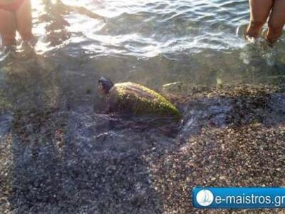 Κολυμπώντας στην Αμφιλοχία συντροφιά με ...