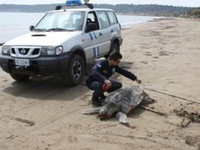 Tέσσερις χελώνες καρέτα - καρέτα νεκρές ...