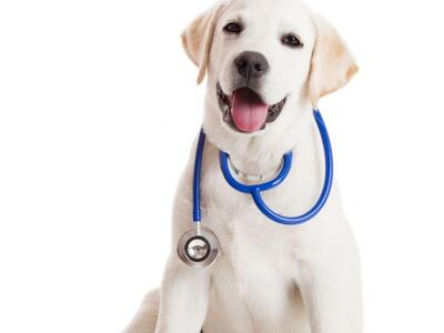 Οι σκύλοι "μυρίζουν" τον καρκίνο