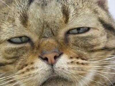 Εθισμένος στην κοκαϊνη γάτος που βρέθηκε...