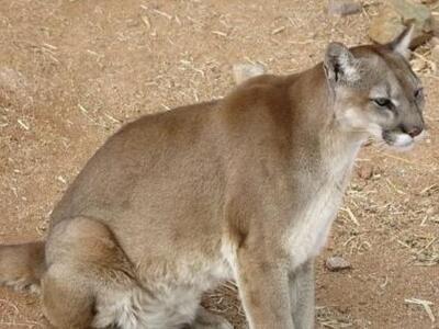 Κούγκαρ στην Καλιφόρνια επιτέθηκε σε εξάχρονο!