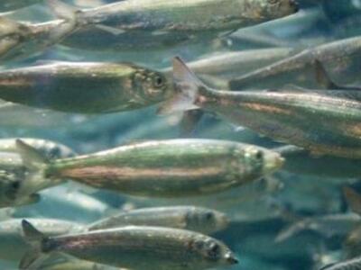 Ο πληθυσμός των ψαριών στους ωκεανούς εί...