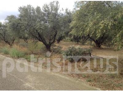 Ηλεία: Το χαλάζι κατέστρεψε ελαιόδεντρα ...