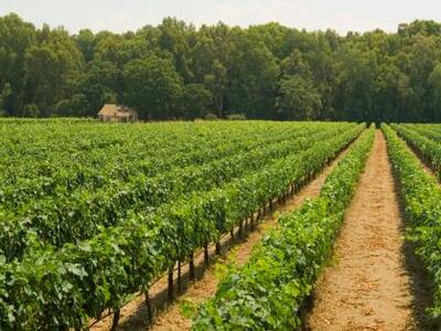 Η οινοποιία Παρπαρούση καλωσορίζει το κα...