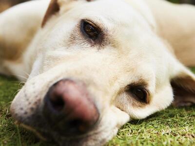 Αγρίνιο: Έριξε δηλητηριασμένη τροφή σε σ...