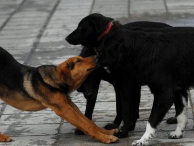 Πάτρα: Σταγόνα στον ωκεανό ο κτηνίατρος ...