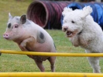 Ένα γουρούνι που...νομίζει ότι είναι σκύλος!!!