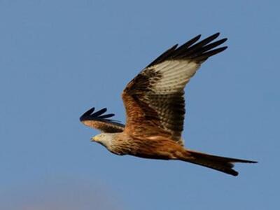 Ψαλιδιάρης (Milvusmilvus), (φωτο Pavel Štěpánek).