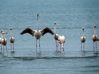 Φλαμίνγκο στον υγροβιότοπο Ναυπλίου