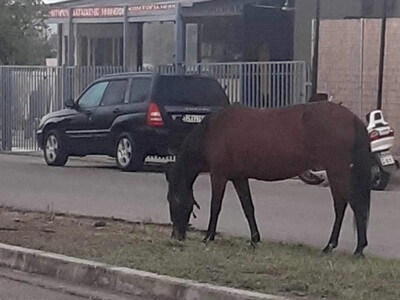 Αγρίνιο: Αφηνιασμένο άλογο σε πολυσύχνασ...