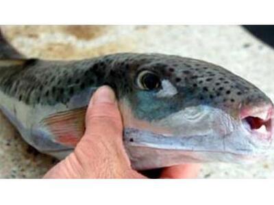 ΠΡΟΣΟΧΗ: Τα λαγόψαρα είναι τοξικά