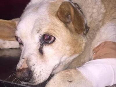 Πάτρα: Η συγκινητική ιστορία της Λίζας, ...