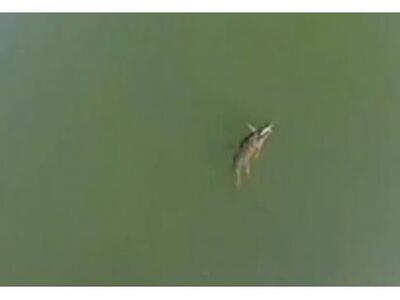 Το μυστήριο με τον κροκόδειλο του Ρεθύμν...