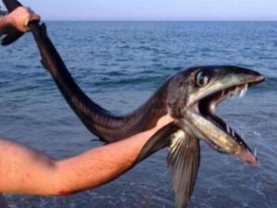 Μυστηριώδες ψάρι από τα βάθη του ωκεανού...