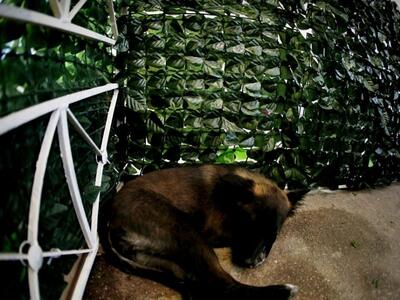 Ηλεία: Οξύνεται το πρόβλημα με τις δηλητ...