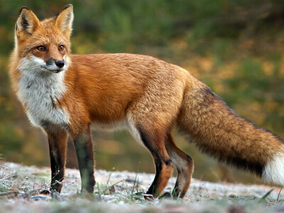 ΗΠΑ: Μια αλεπού εισέβαλε σε ζωολογικό κή...