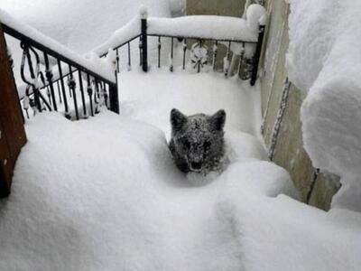 Στην Ισπανία το χιόνι έφερε αρκούδες σε....