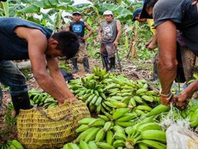 Οι μπανάνες απειλούνται με εξαφάνιση λόγ...