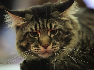 ΝΤΡΟΠΗ: Περιέλουσε γάτα με καυτό λάδι-ΣΚ...