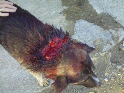 Αιτωλοακαρνανία: 10χρονος φέρεται να κατ...