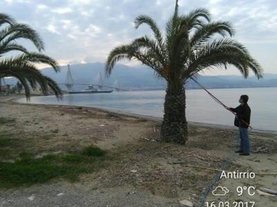 Αντίρριο: Ξεκίνησε ο ψεκασμός των φοινίκ...