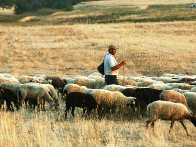 Έκλεψε τα ζώα και… τροφή για να τα ταΐσει!